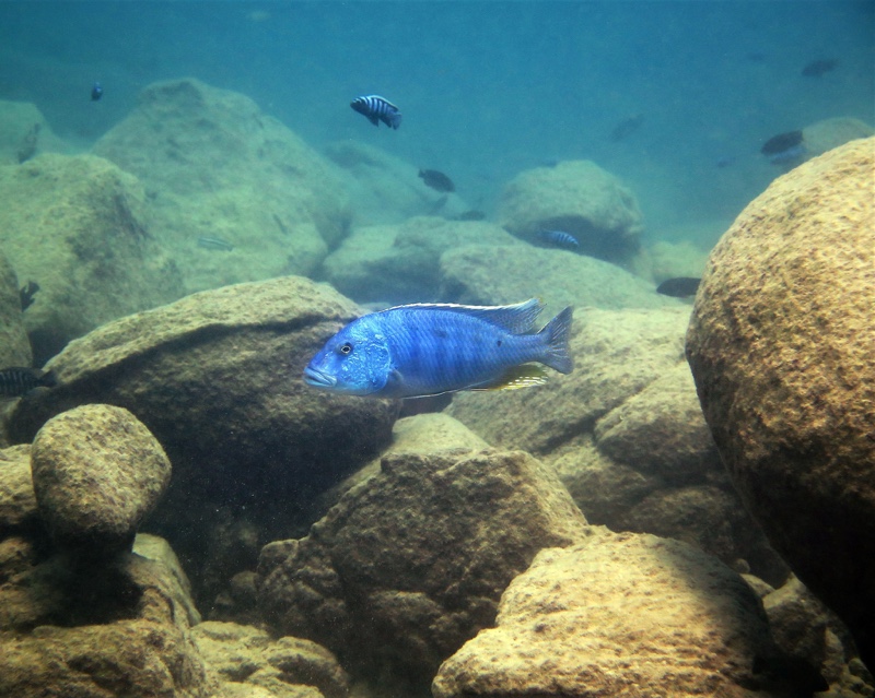 Buccochromis heterotaenia 'Ndomo Point'